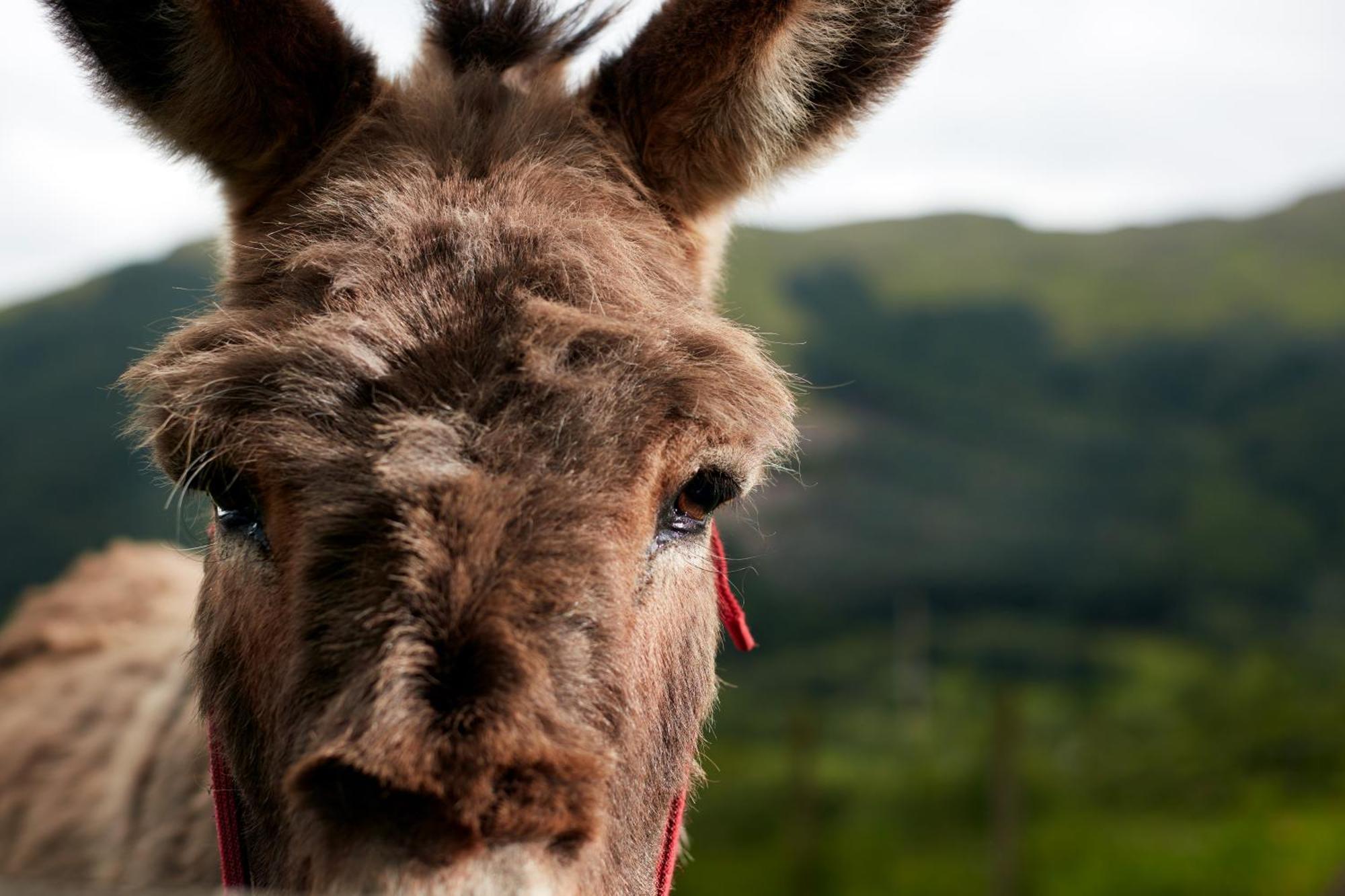 Monachyle Mhor Hotel ล็อคเฮิร์นเฮด ภายนอก รูปภาพ